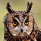 long eared owl